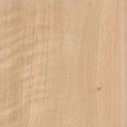 Крапчатый эвкалипт (Spotted Gum)
